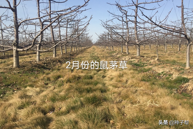 果园种鼠茅草，4-5年不用花钱除草，疏松土壤，投入低，效益高