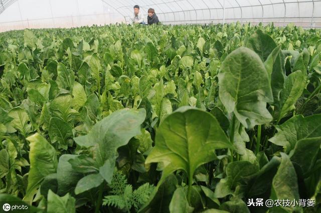 种植菠菜要想产量大、品质好，从种到收的这些管理技巧要用好