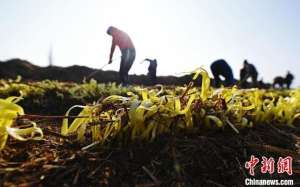 甘肃韭菜种植(兰州农民在寒冬麦草下“掘金”古法种植韭黄留住乡愁)