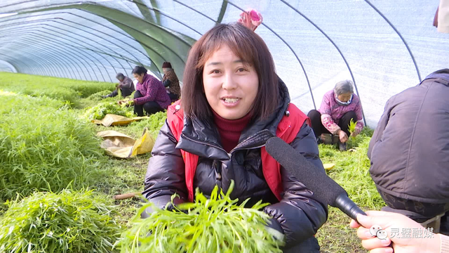 娄庄镇汴河村：芦蒿种植助推村民快速走上致富路