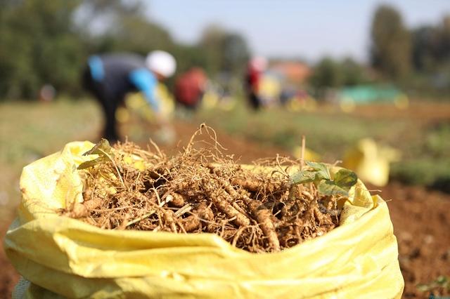 明年地里种什么好？推荐一种“参”，一次种植可多年收获