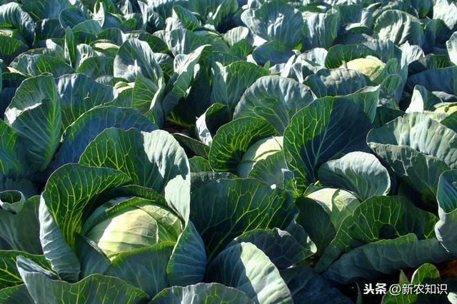 越冬甘蓝种植可满足市场需求，提高收入很简单，我来告诉你怎么做