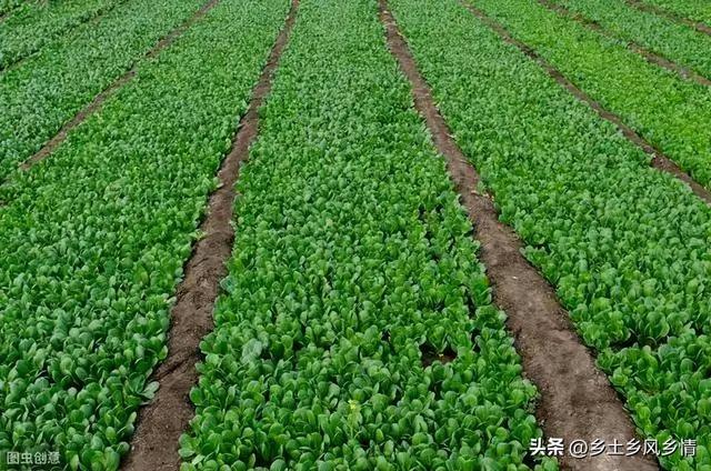 夏季种小白菜易遭虫害怎么办？用这几种方法，不用喷农药就能防治