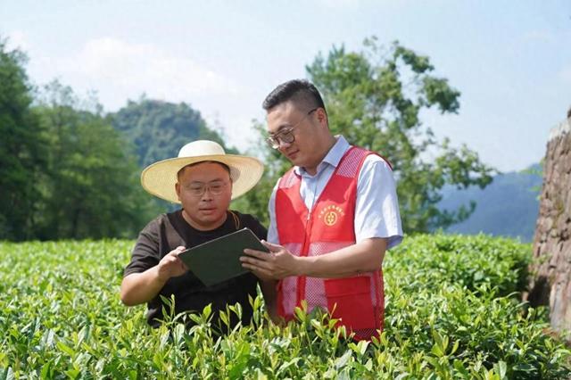 吉首农商银行：“农金水”灌溉绿茶园 黄金茶闪耀“农商红”