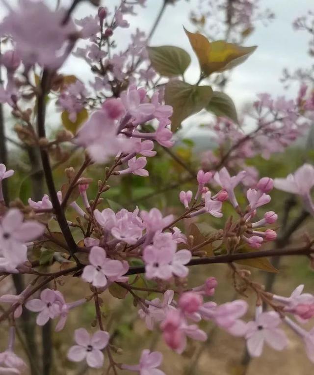 丁香和西宁城的故事