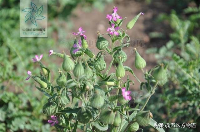 一篇认全北方常见野菜