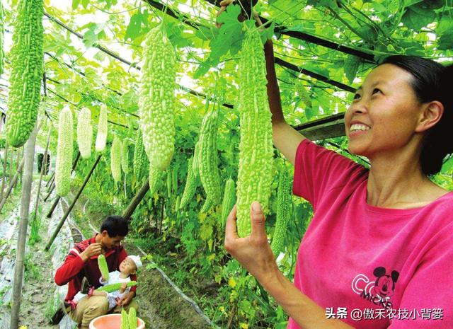 高产苦瓜有哪些种植管理技巧？注意5大方面