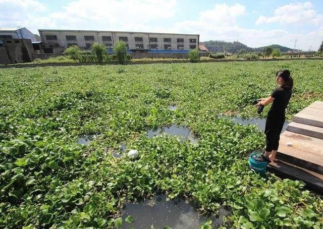 确凿！8月起正式实施！禁种令新规？农民注意不要再违规种植