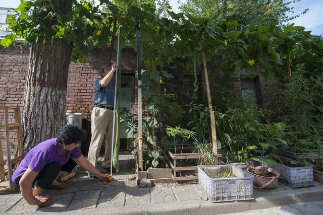 丝瓜何时种？怎么种？七个种植要点全在老农7句老话里