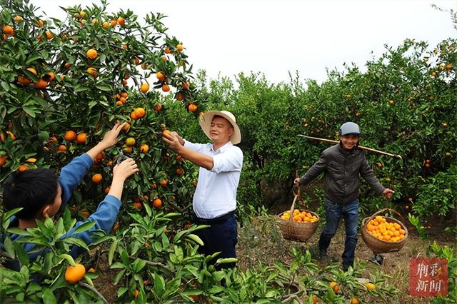 松滋市：红橘飘香乐“万家” 寒冬时节橘农忙