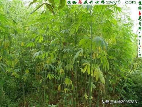 谈麻色变，不如先了解大麻。