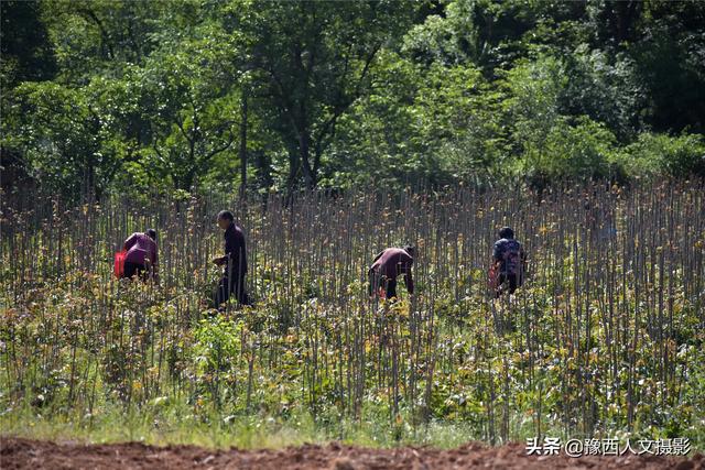 农田改革正式启动！挑战与机遇并存，已种植树木的农田如何应对？