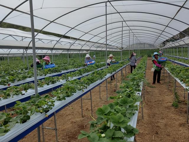 这里，夏季草莓别样甜！