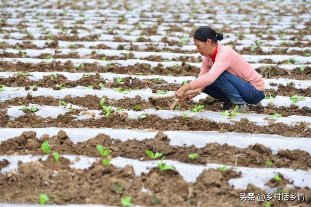 白菜直接播种好还是移栽好？怎样才能包心结实？看完就明白