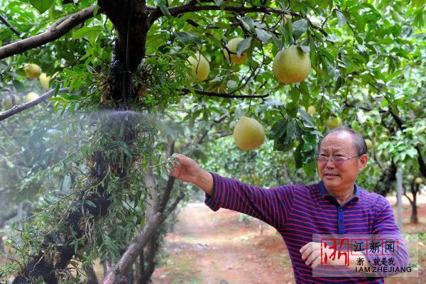 金华：文旦树上种石斛 这事听起来是不是挺新鲜