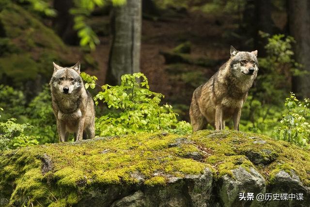 母狼难产，公狼到军营附近求助，为感谢女军医，野狼帮忙站岗放哨