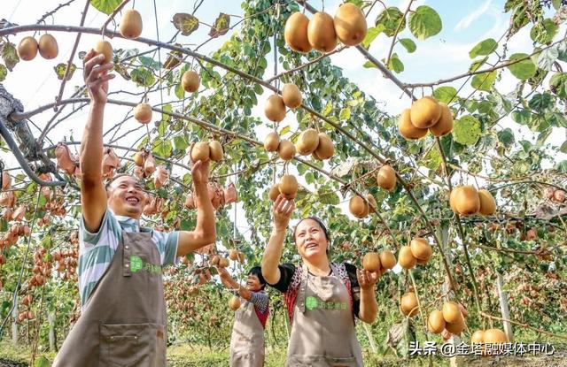 四川成都青白江区丁宪强：种下猕猴桃 结出“明星果”