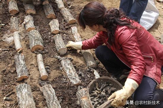 野生资源稀缺，人工培育迫在眉睫，林下猪苓半人工高效栽培新技术