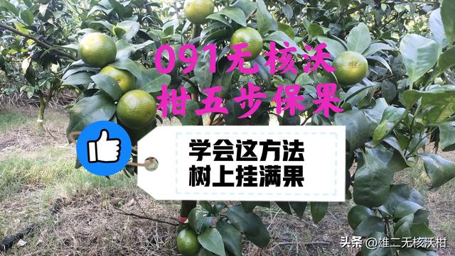 091无核沃柑五步保果，你还说难保果吗？