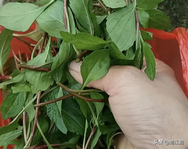 如何高效种植特种蔬菜马兰菜？好吃又好卖，4步骤搞定增产丰收