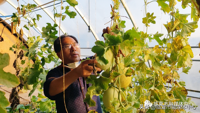 反季节白兰瓜试种成功！临夏市折桥镇发展特色瓜果种植 助推群众增收致富