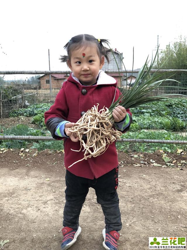 兰花的种子怎么繁殖？