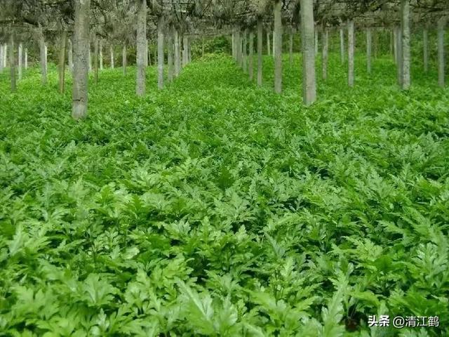 黄连俏市强劲上扬，种植有“钱景”吗？一文读透思路