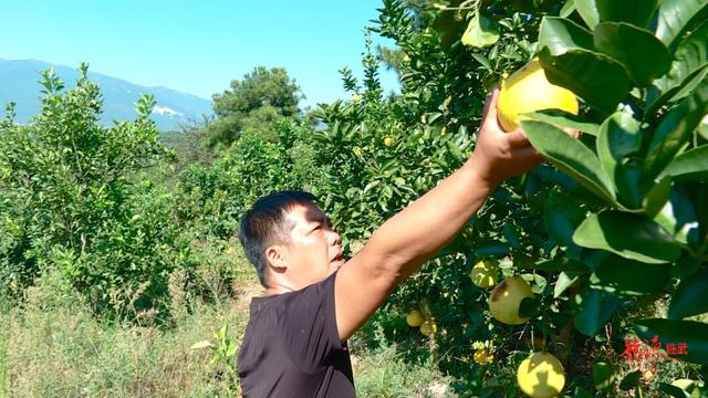 满山“柚”惑挡不住！临武县武水镇太和村2000余亩柚子喜获丰收