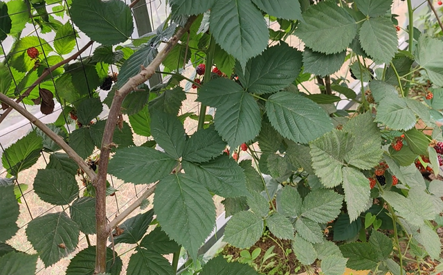 黑树莓营养丰富，有院子种墙根，没院子种花盆，一棵能结几十斤