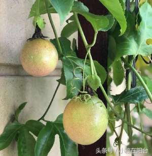 百香果家庭种植方法(想种百香果，一点种子、一个枝条就能种，果子结的挂满阳台)