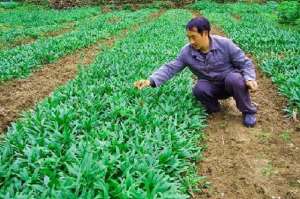 川贝的种植技术(“川贝母”清热止咳，可药食两用，学会人工栽培，收入多而快)