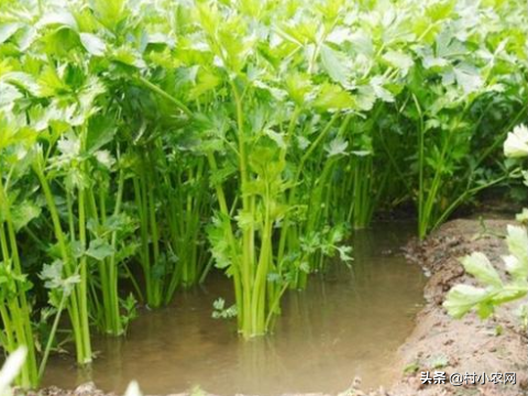 农村水稻收割后，赶紧学着这样种水芹菜，让你增产增收多赚钱