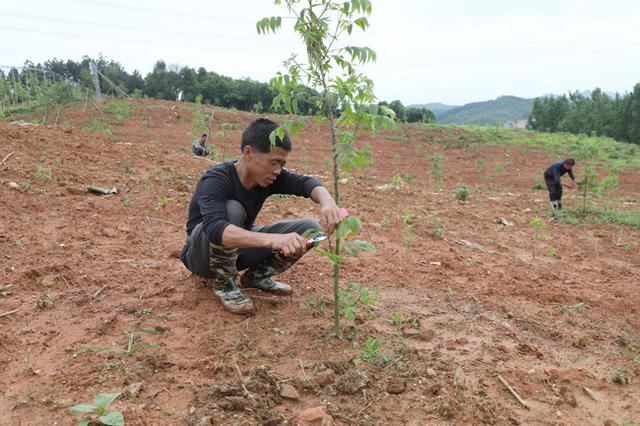 江西东乡：种植薄壳山核桃示范林 构建现代农业产业综合体