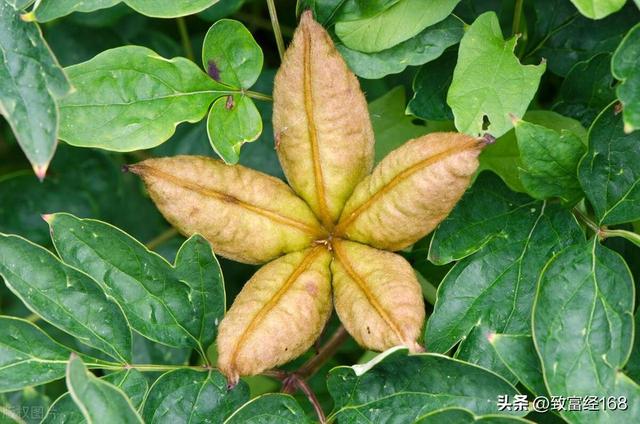 赤芍种子育苗种植技术