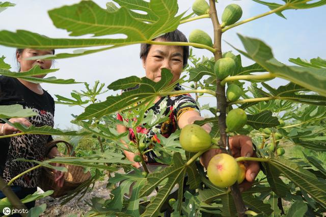 庭院中栽培无花果，没办法赏花却可以尝鲜，但栽培要管好这些事项