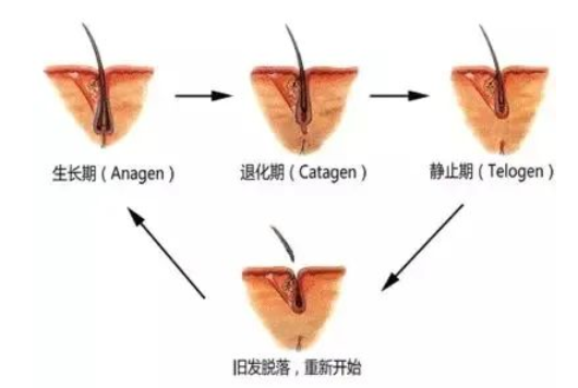 植发手术后还需要养护头发吗？