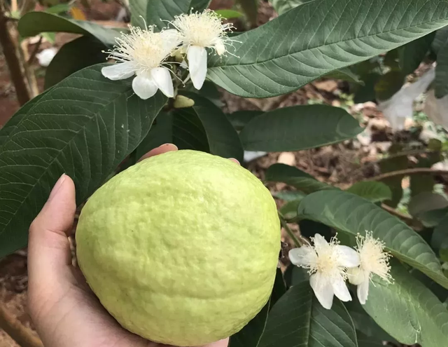 芭乐味是个什么味？不慌，这次我们来谈谈芭乐特性和种植技术