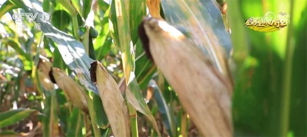 “梨树模式”保护黑土地 规模化、高标准种植助力粮食降本增产