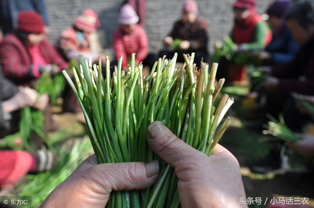 韭菜越长越细，可能是有以下原因造成