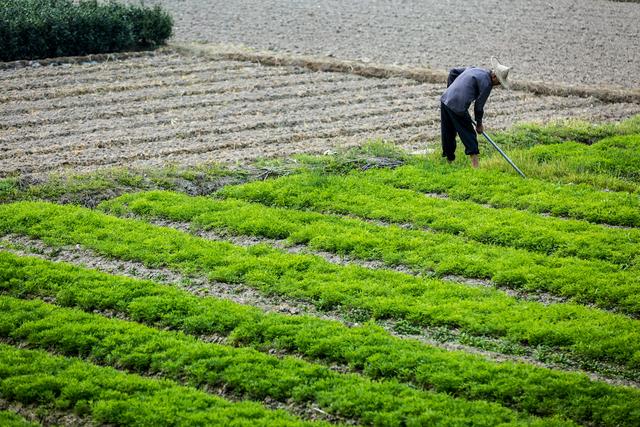 种植韭菜要注意，这几个时期不能随便割，你学会了吗?