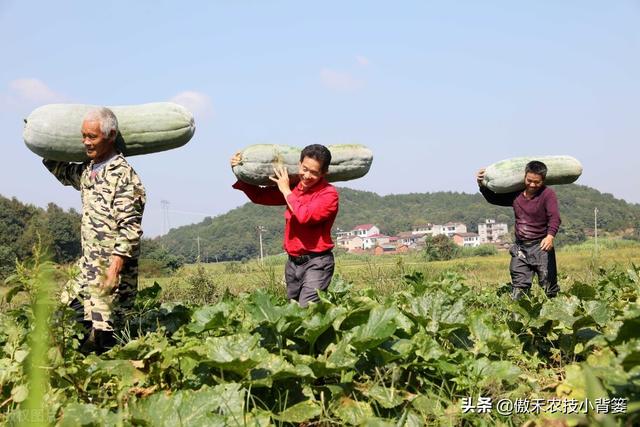 冬瓜需要整枝打杈摘心吗？什么时间进行、怎样操作？告诉你技巧