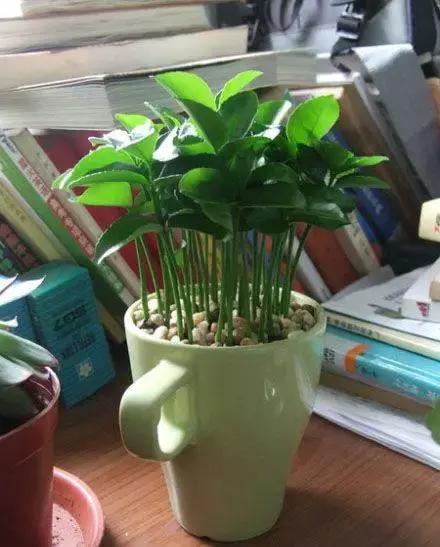 自制植物盆栽，让你每天心情美美的【附教程】