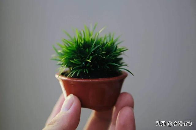 菖蒲怎么养好？