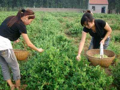 金银花种植经济效益显著，这些种植技术不妨了解一下