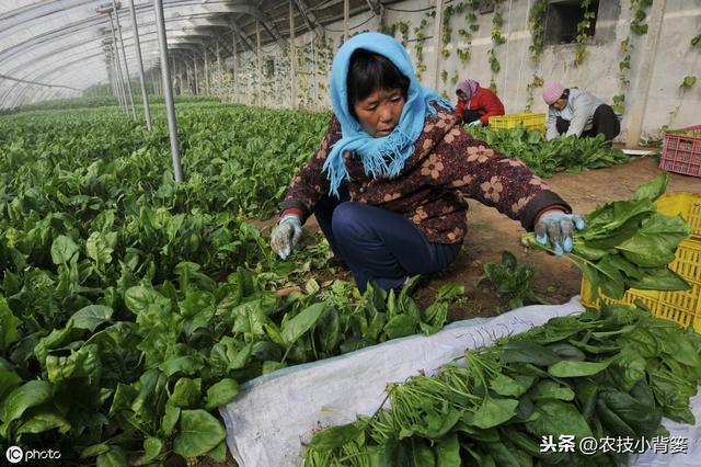 种植菠菜要想产量大、品质好，从种到收的这些管理技巧要用好