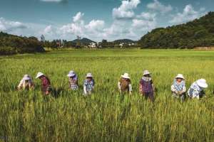 日本豆的种植(日本高端香菇种植模式，居然源于中国传承唐朝时期的技术)