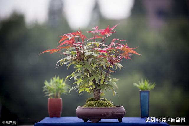 仅需掌握这几个重点，让你轻松学会红枫盆景的制作