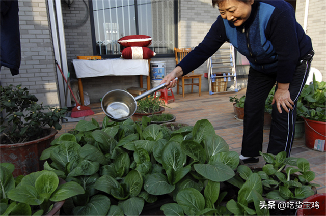 对外国人来说种菜最困难的部分是什么？瞧瞧老外的理由是什么