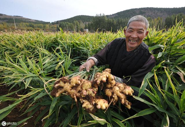 巧施肥，生姜秋季管理就得这么干！