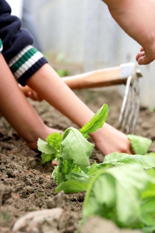 成都市双流区黄甲小学——小手种希望，共待花开时